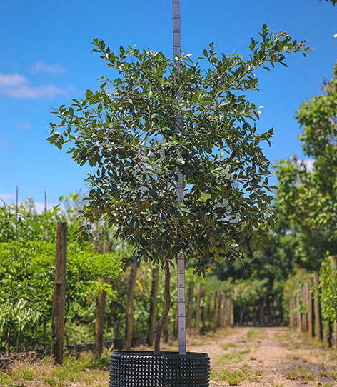 Foto da árvore Araça Vermelho Psidium Cattleianum Var. Purpurium