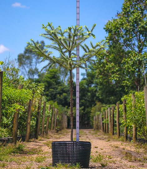 Foto da árvore Araucária Araucária Angustifolia