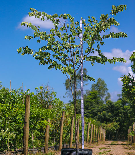 Foto da árvore Calabura Mutingia Calabura
