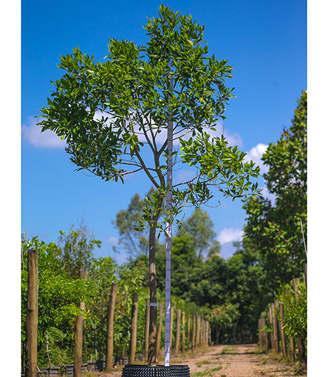 Foto da árvore Canela Amarela Nectandra Lanceolata
