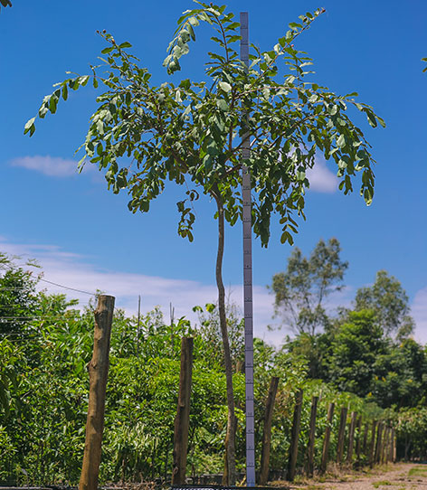 Foto da árvore Dedaleiro Lafoensia Pacari