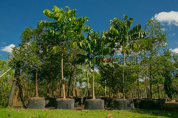 Foto do viveiro da Fábrica de Árvores