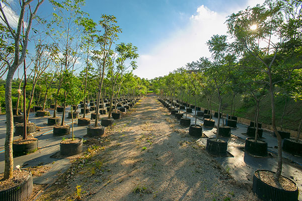 Foto do viveiro da Fábrica de Árvores