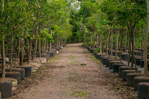 Foto do viveiro da Fábrica de Árvores