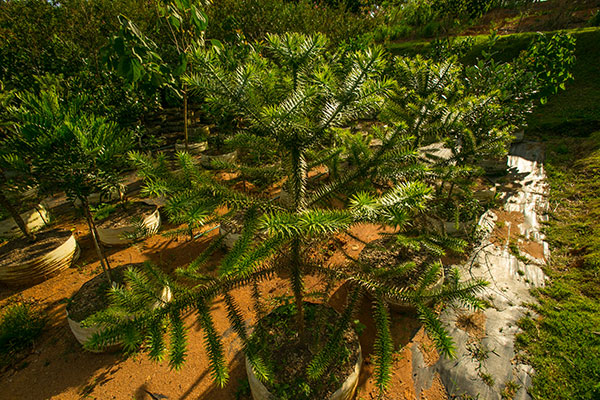 Foto do viveiro da Fábrica de Árvores