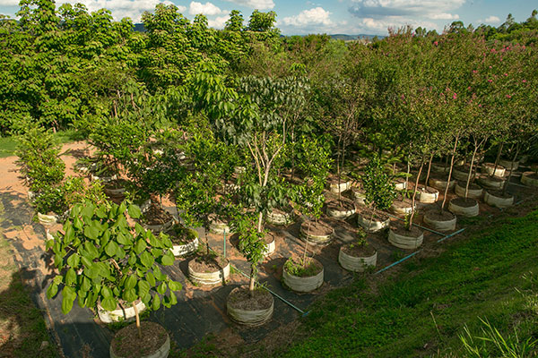 Foto do viveiro da Fábrica de Árvores