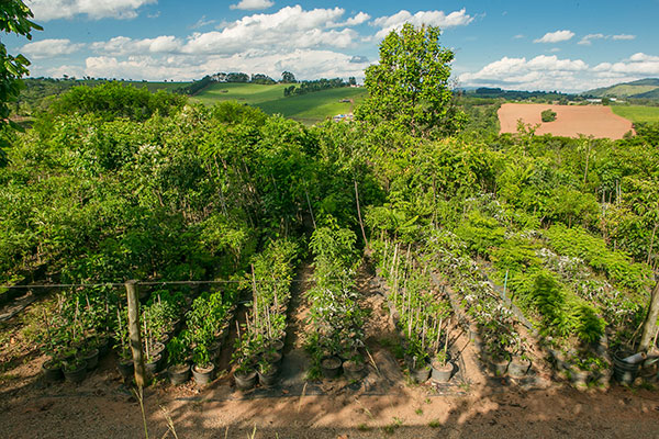 Foto do viveiro da Fábrica de Árvores