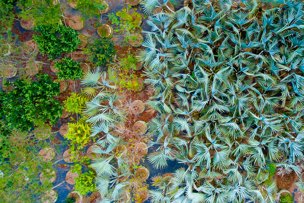 Foto do viveiro da Fábrica de Árvores