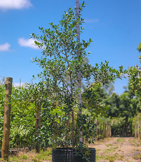 Foto da árvore Figueira das Lagrimas Ficus Organensis