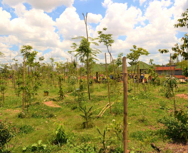 Foto da plantação de árvores do projeto Floresta de Bolso - Candido Portinari