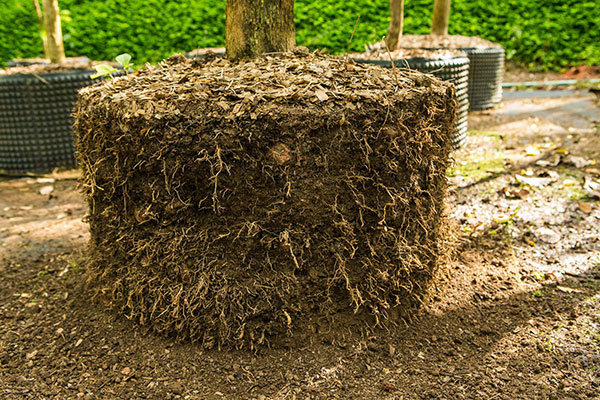 Foto do processo Root Maker