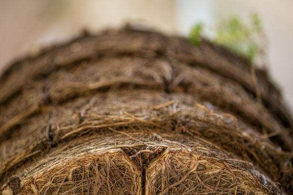 Foto do processo Root Maker