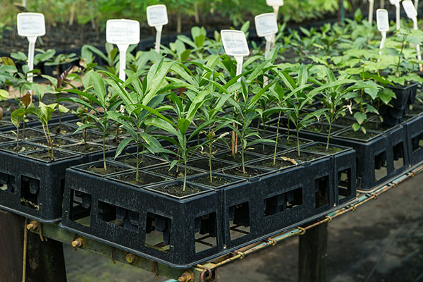 Foto do processo Root Maker